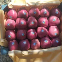 سیب کوهستانی درجه یک|عمده‌فروشی|رباط‌کریم, رباط‌کریم|دیوار