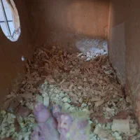 عروس هلندی راهب ابی ماده