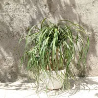 گیاه لیندا تنه دار