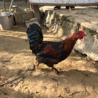 خروس زینتی کوشین|حیوانات مزرعه|بابل, |دیوار