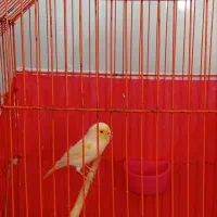 قناری ماده موزائیکی درجه یک