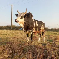 ورزاکوله منده چالوسی عروسک الماس260تایی گاونر|حیوانات مزرعه|رشت, شهرک شهید رجایی|دیوار