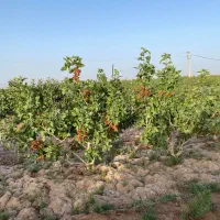 5000 قصب زمین پسته ای در بافق