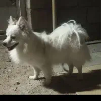 سگ پامر روباهی