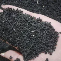 بذر سیاه دانه پیازچه