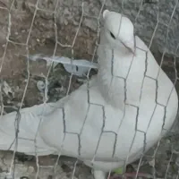 با سلام ، جفت نر و ماده ، جوان و سر حال