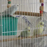 سه تا مرغ عشق سالم و سر حال