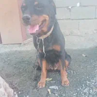 سگ روتوایلر