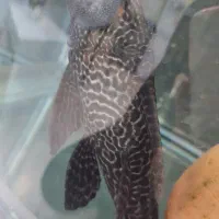 لجن خوار سایز بزرگ|ماهی|سنندج, |دیوار