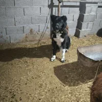 سگ نر قهدریجانی یک و نیم ساله