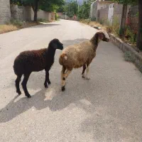 یه راس میش یک شکم زائده بابره