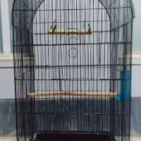 قفس عروس فنچ عروس قناری