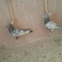 کبوتر رنگی|پرنده|اسفراین, |دیوار