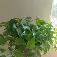 گل و گیاه