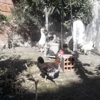 نیمچه گلین ،فول ریش و کاکل|حیوانات مزرعه|گرگان, |دیوار