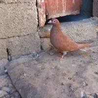 کبوتر سرخ کرمانی نر|پرنده|گنبد کاووس, |دیوار