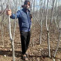 نهال های مثمر و غیر مثمر برای ارسال به سراسر کشور