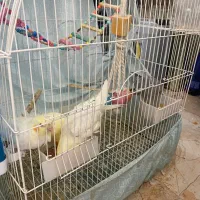 عروس هلندی|پرنده|صحنه, |دیوار