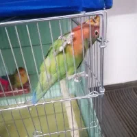 کوتوله برزیلی|پرنده|آشخانه, |دیوار