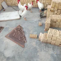 4عددخروس سفید