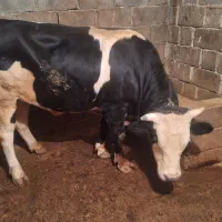 فروش یک راس گوساله نر سمینتال|حیوانات مزرعه|دینور, |دیوار