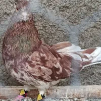 کبوتر  سیاتی سمن‌اتشی|پرنده|کرمانشاه, |دیوار