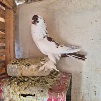 نر بادکنکی|پرنده|برخوار, |دیوار