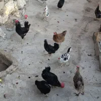 مرغ خروس گلین ومحلی بشرط تخم مرغها. اردک غاز