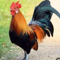 فروش خروس محلی بالغ ودرشت