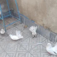 کفتر دم چتری و بلژیکی