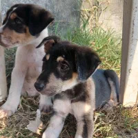 حیوانات خانگی (سگ نگهبان )|سگ|بندر انزلی, چهارفریضه|دیوار