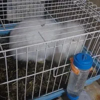 خرگوش لوپ اصلی|موش و خرگوش|بافق, |دیوار