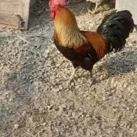 خروس گلین جنگلی