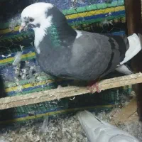 کبوتر همه پرشی