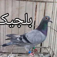 پلاکی خارجی