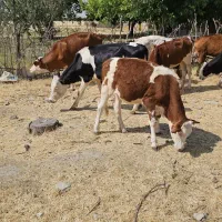کارگر برای دامداری