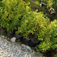 حدود ۲۰۰عدد شمشاد ۳ساله موجوده قیمت ۱۴|حراج|عباسآباد, |دیوار