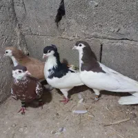 کبوتر خال. ساده. افشون