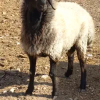 بره قوچی بسیار زیبا|حیوانات مزرعه|تاکستان, |دیوار