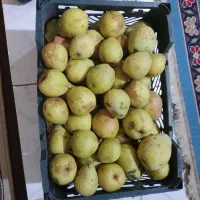 گلابی
