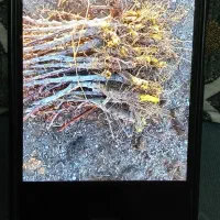 نهال زرشک ونهال عناب از کشارز