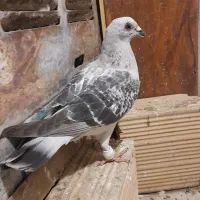 کفتر هوایی|پرنده|مشهد, شهرک رازی (شهرک غرب)|دیوار