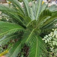 گل یک متری سیکاس