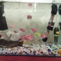 آکواریوم|ماهی|تهران, زهتابی|دیوار