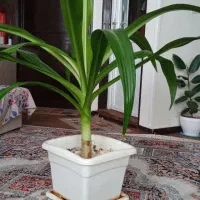 سلام گل اشک ملکه بسیار زیبا و خوشبو|گل و گیاه طبیعی|فولادشهر, مسکن مهر فولادشهر|دیوار