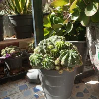 کاکتوس ارزان