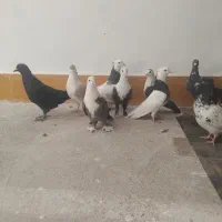 کبوتر رنگی|پرنده|فردوس (خراسان), |دیوار