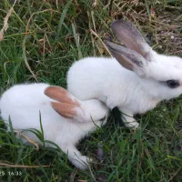 خرگوش خانگی