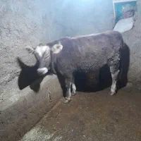 گوساله بورک