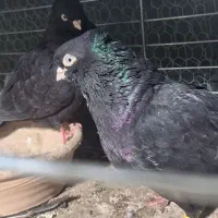 زاغ آبادانی